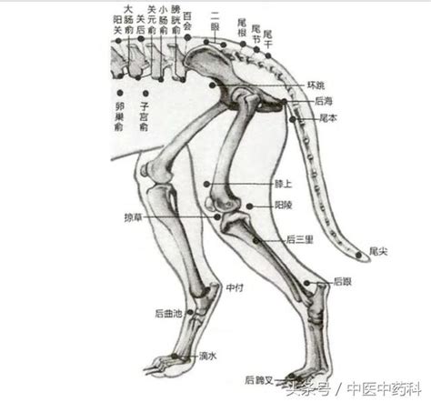 狗穴|狗狗身体针灸穴位图，26处改正探讨